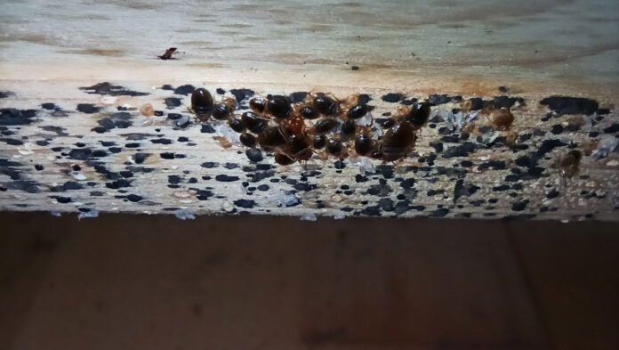 What Does Bed Bug Poop Look Like